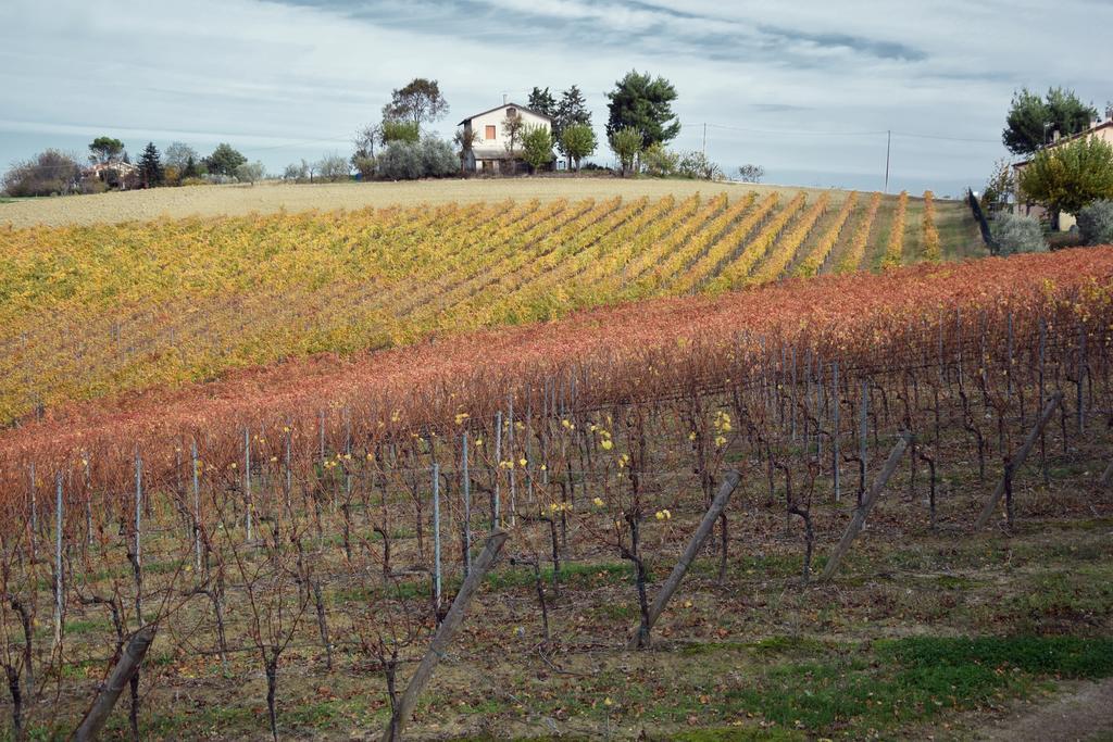 Agriturismo Al Rifugio Divino Belvedere Ostrense Eksteriør bilde